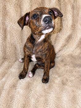 Holly Madison -  Mixed Breed Dog Available for Adoption in Kenosha, Wisconsin - Holly Madison | PetCurious