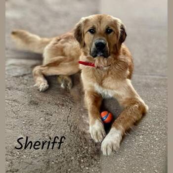 Sheriff -  Golden Retriever Dog for Adoption in Shreveport, Louisiana - Sheriff | PetCurious