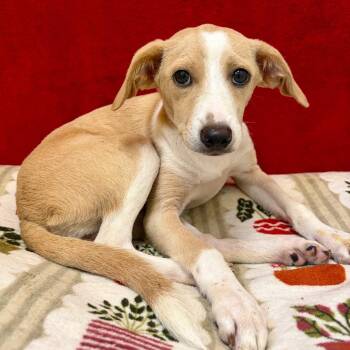 Layla -  Mixed Breed Dog for Adoption in Pekin, Illinois - Layla | PetCurious