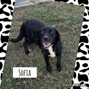 Rescue Beagle and Labrador Retriever Dogs for Adoption in Griswold, Connecticut - Sofia | PetCurious