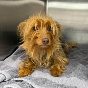 Mixed Breed Dogs Available for Adoption in Fredericksburg, Virginia - Tuti | PetCurious