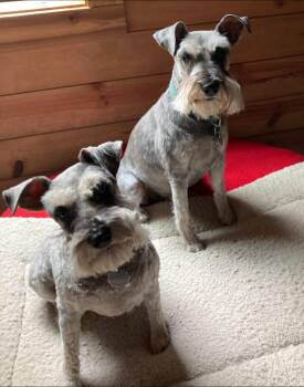 Missy -  Schnauzer Dog for Adoption in Thompson Falls, Montana - Missy | PetCurious