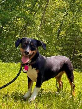 Dachshund and Beagle Dogs Available for Adoption in Waverly, Tennessee - MALIBU | PetCurious