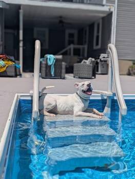 Happy Feet -  Mixed Breed Dog for Adoption in Cincinnati, Ohio - Happy Feet | PetCurious