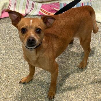 IVHS-Stray-142529 -  Chihuahua Dog for Adoption in San Gabriel, California - IVHS-Stray-142529 | PetCurious