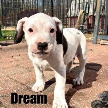 Rescue Pit Bull Terrier and Mixed Breed Dogs for Adoption in Union, Missouri - Katana FC Rachael W | PetCurious