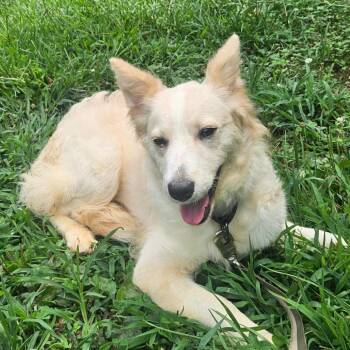 Blondie -  Shetland Sheepdog Sheltie and Golden Retriever Dog for Adoption in Springfield, Missouri - Blondie | PetCurious