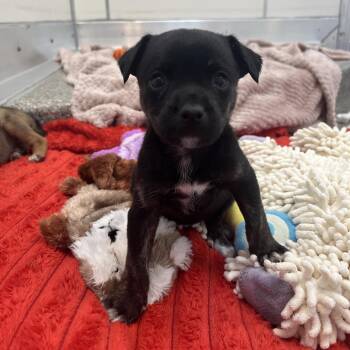 Strings -  Cattle Dog and Mixed Breed Dog for Adoption in Kanab, Utah - Strings | PetCurious