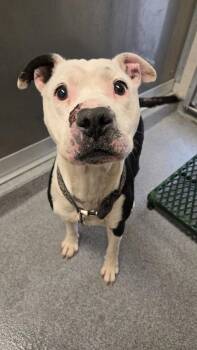 Hale Yrly 227 -  Pit Bull Terrier Dog for Adoption in Sidney, Ohio - Hale Yrly 227 | PetCurious