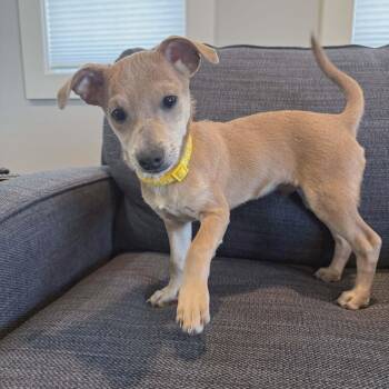 Chihuahua Dogs Available for Adoption - Don Julio | PetCurious