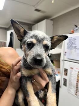 Gia/Bluey -  Australian Cattle Dog Blue Heeler Dog for Adoption in Hopkinsville, Kentucky - Gia/Bluey | PetCurious