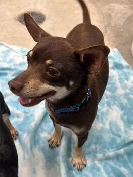 Oliver -  Chihuahua and Mixed Breed Dog for Adoption in Humboldt, Iowa - Oliver | PetCurious