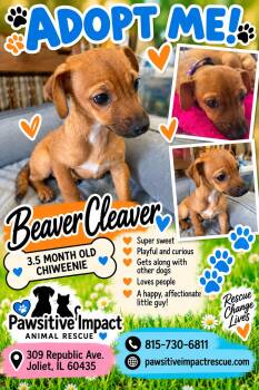 Beaver Cleaver -  Chiweenie Dog for Adoption in Shorewood, Illinois - Beaver Cleaver | PetCurious