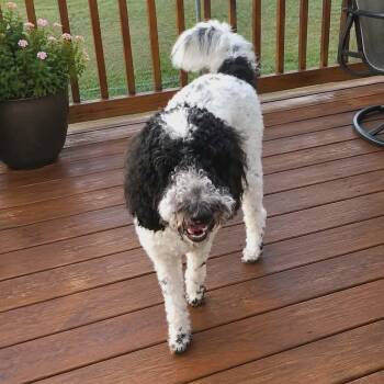Skylar -  Standard Poodle Dog for Adoption in Hopkinton, Massachusetts - Skylar | PetCurious