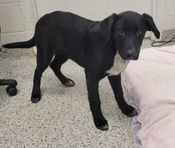 Yosemite -  Mixed Breed Dog for Adoption in Kansas City, Missouri - Yosemite | PetCurious