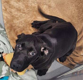 Pit Bull Terrier and Labrador Retriever Dogs Available for Adoption - Mister | PetCurious