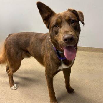 CHUCO -  German Shepherd Dog Dog for Adoption in Aurora, Colorado - CHUCO | PetCurious