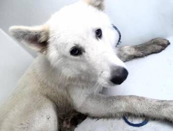 A658024 -  Siberian Husky and Mixed Breed Dog for Adoption in Houston, Texas - A658024 | PetCurious
