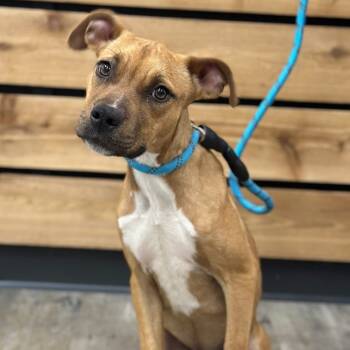 Rescue Terrier Dogs for Adoption in Mount Pleasant, Texas - Oakley | PetCurious