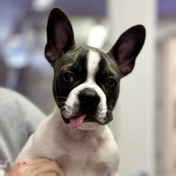Homer -  French Bulldog Dog for Adoption in Fresno, California - Homer | PetCurious