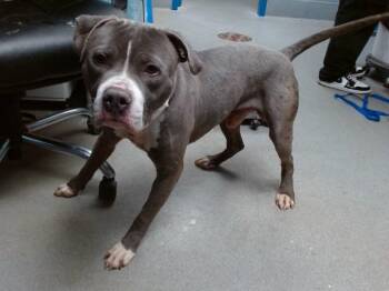Pit Bull Terrier Dogs Available for Adoption in Albuquerque, New Mexico - STIXX | PetCurious