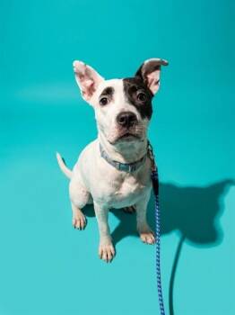 OREO COOKIE CAKE -  Mixed Breed Dog for Adoption in Jacksonville, Florida - OREO COOKIE CAKE | PetCurious