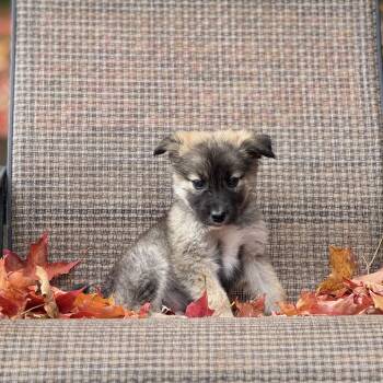 Rescue Mixed Breed Dogs for Adoption in Buffalo, Minnesota - Green Tea | PetCurious