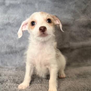Captain Hook -  Chihuahua and Mixed Breed Dog for Adoption in Las Vegas, Nevada - Captain Hook | PetCurious