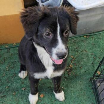 BellaBessie *Arriving 8/22* D12138 -  Border Collie and Labrador Retriever Dog for Adoption - BellaBessie *Arriving 8/22* D12138 | PetCurious