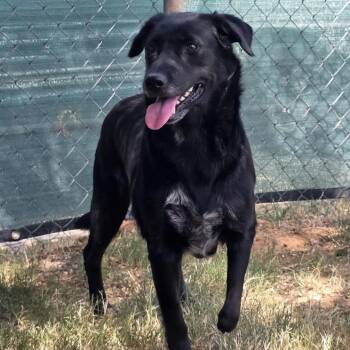 Bethany -  Mixed Breed Dog for Adoption in Duncan, Oklahoma - Bethany | PetCurious