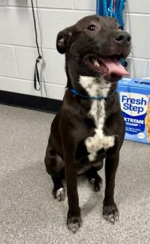 CALI -  Labrador Retriever and Pointer Dog for Adoption in Kalamazoo, Michigan - CALI | PetCurious