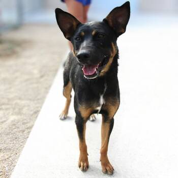 Mixed Breed Dogs Available for Adoption - Willow | PetCurious