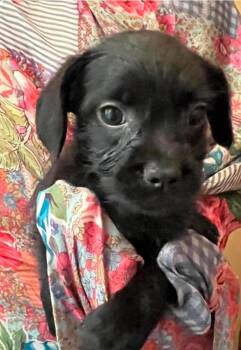 Roxy Rufflebottoms -  Terrier Dog for Adoption in El Dorado, Arkansas - Roxy Rufflebottoms | PetCurious
