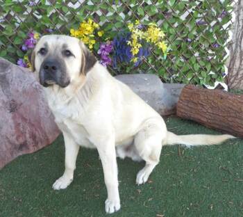 Anatolian Shepherd and Mixed Breed Dogs Available for Adoption - JEFFREY | PetCurious