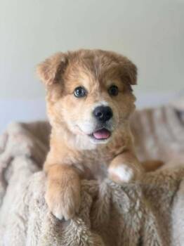 Mixed Breed Dogs Available for Adoption in Wayne, New Jersey - Cinnamon Toast Crunch | PetCurious