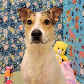 Mixed Breed Dogs Available for Adoption in Alpine, Texas - Vina | PetCurious