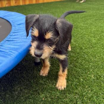 Dippy -  Border Terrier Dog for Adoption in La Grange, Kentucky - Dippy | PetCurious