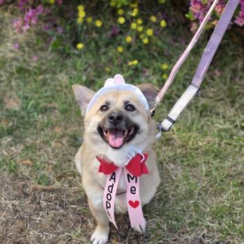 Shiba Inu and Japanese Spitz Dogs Available for Adoption in Danvers, Massachusetts - Udon  | PetCurious