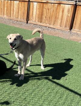 Rescue Anatolian Shepherd Dogs for Adoption in Torrey, Utah - Wall-E | PetCurious