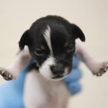 SUNNY -  Terrier Dog for Adoption in San Antonio, Texas - SUNNY | PetCurious