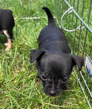 ZERO -  Chihuahua Dog for Adoption in Santa Rosa, California - ZERO | PetCurious