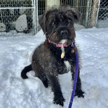 Poodle Dogs Available for Adoption - Poppy | PetCurious