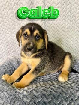 Husky and German Shepherd Dog Dogs Available for Adoption in Boerne, Texas - Caleb | PetCurious