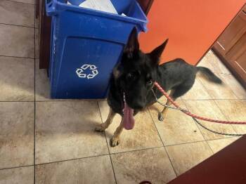 Colin -  Mixed Breed Dog for Adoption in Cincinnati, Ohio - Colin | PetCurious