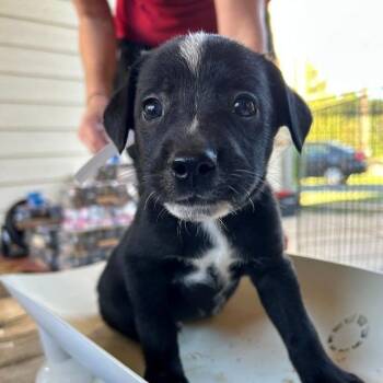NY Ghost Bat avail Oct 31 (Tractor Supply Patterson NY) -  Australian Cattle Dog Blue Heeler and Labrador Retriever Dog for Adoption in Eastford, Connecticut - NY Ghost Bat Avail Oct 31 (Tractor Supply Patterson NY) | PetCurious