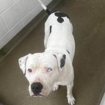 72153 -  Pit Bull Terrier Dog for Adoption in Harrisonburg, Virginia - 72153 | PetCurious