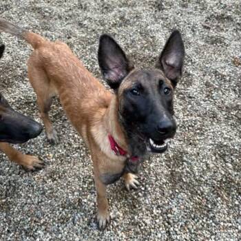 Persephone -  Belgian Shepherd Malinois Dog for Adoption in Grafton, Ohio - Persephone | PetCurious