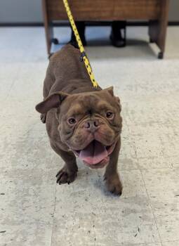 *Michael* -  Pit Bull Terrier Dog for Adoption in Salt Lake City, Utah - *Michael* | PetCurious