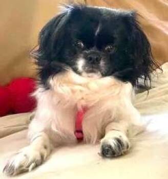 Tiny -  Shih Tzu and Japanese Chin Dog for Adoption in Sudbury, Massachusetts - Tiny | PetCurious