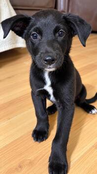 TEO -  Mixed Breed Dog for Adoption in Harlingen, Texas - TEO | PetCurious